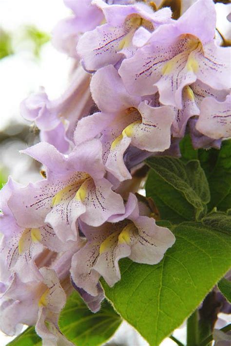 梧桐樹花|梧桐（锦葵科梧桐属植物）